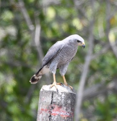 Gray Hawk
on a telephone pole across the highway near Caldera, CR