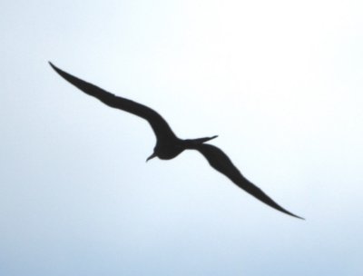 Silhouette of a Magnificent Frigatebird soaring about the water when we reached the Pacific coast