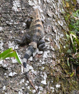 Lizard (12-14) on a tree at Hotel Villa Lapas after we arrived