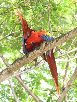 This pair of Scarlet Macaws were in a tree above the road we were taking to our riverboat ride. They seemed to be preening each other.