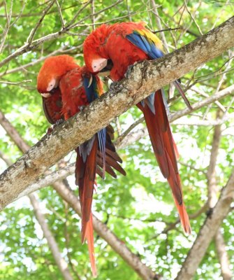 Scarlet Macaws in Tarcoles, Costa Rica