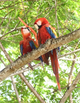 Pair of Scarlet Macaws, one preening its tail feather