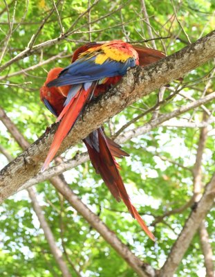 Backside of one of the Scarlet Macaws