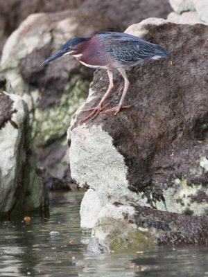 Green Heron along the Tarcoles River, CR