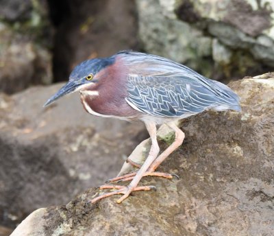 Green Heron
one of Mary's favorite birds