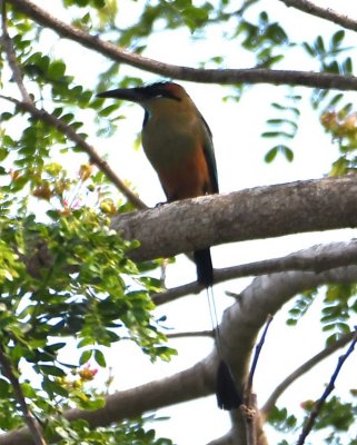Turquoise-browed Motmot in the same tree with the Black Hawk
