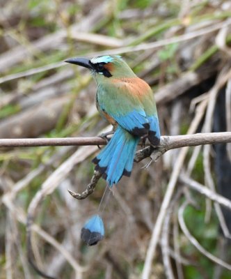 Turquoise-browed Motmot
on a snag in Rio Tarcoles, CR,
tick-tocking its tail back and forth