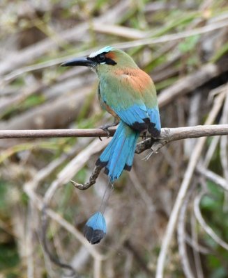 Turquoise-browed Motmot
on a snag in Rio Tarcoles, CR