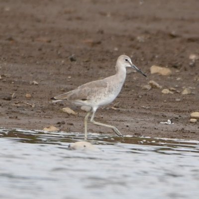 Willet