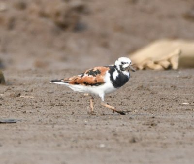 Ruddy Turnstone in breeding plumage