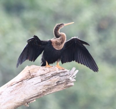 Female Anhinga drying on a snag in the Tarcoles River, CR