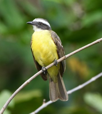 Social Flycatcher