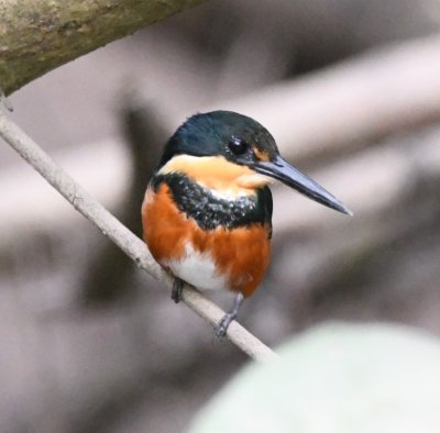 Female American Pygmy Kingfisher