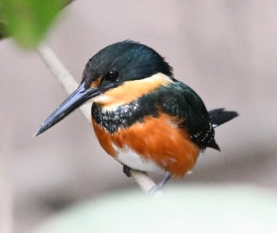 Female American Pygmy Kingfisher