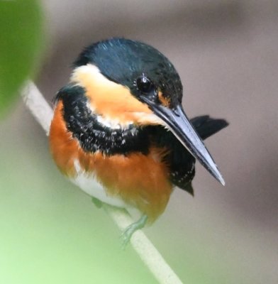Female American Pygmy Kingfisher