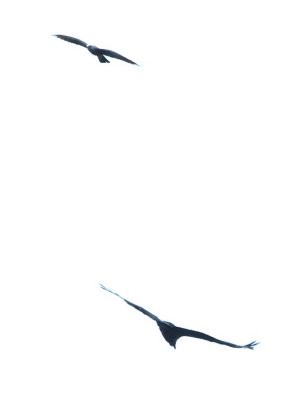 Plumbeous Kite above and Black Vulture below