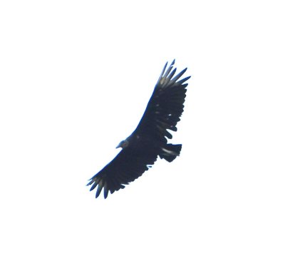 Black Vulture