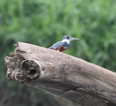 Female Ringed Kingfisher
blue breast band indicates female