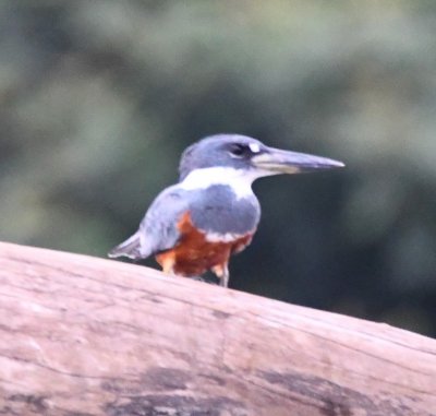 Ringed Kingfisher
At 16 inches, the largest kingfisher in the Americas