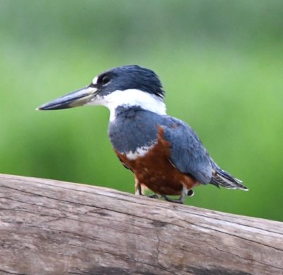 Ringed Kingfisher