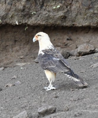 Yellow-headed Caracara pacing the shoreline