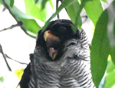 Yawning Black and White Owl