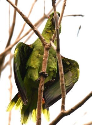 Yellow-naped Parrot with wings akimbo