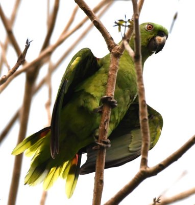 Yellow-naped Parrot
Tarcoles, Puntarenas Province, Costa Rica