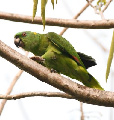 Yellow-naped Parrot
with the yellow on the back of the neck visible