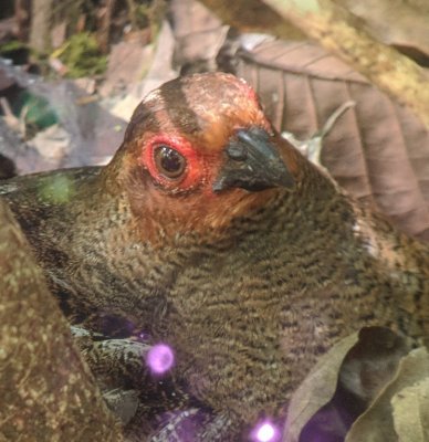 Marbled Wood-Quail
digiscoped photo