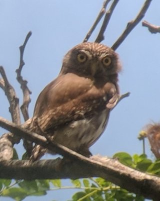 Ferruginous Pygmy Owl
digiscoped image