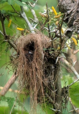 Social Flycatcher nest with a bird in the nest
digiscoped image