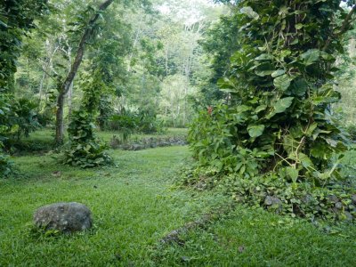 The lush foliage on the grounds at Hotel Villa Lapas outside our room, Tarcoles, Costa Rica--I had gotten out a little early to see if owls might still be around, but saw none.