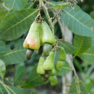 Cashew nuts below the fruit