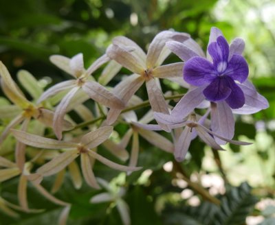 Flowers at Hotel Villa Lapas