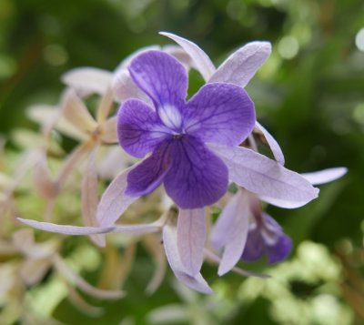 Purple flower