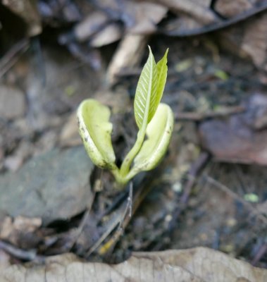 A sprouting Cashew tree