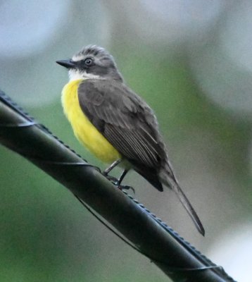 Gray-capped Flycatcher