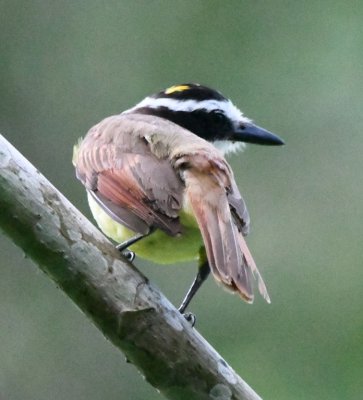 Great Kiskadee