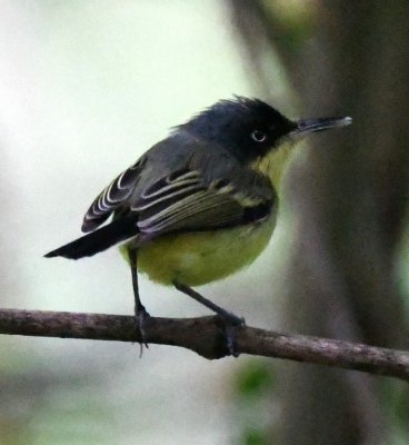 Common Tody-Flycatcher