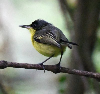 Common Tody-Flycatcher