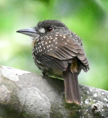 Female White-whiskered Puffbird