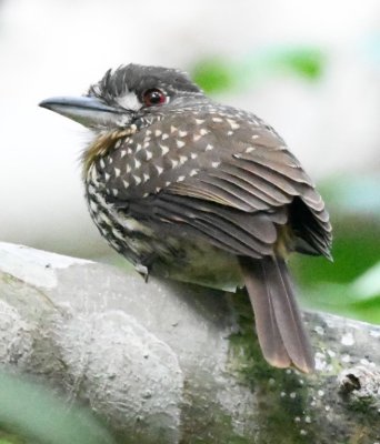 Female White-whiskered Puffbird