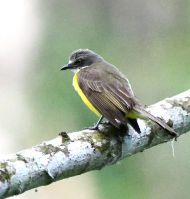 Gray-capped Flycatcher
