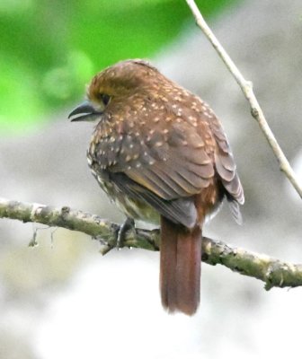 Male White-whiskered Puffbird