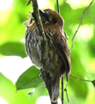 Male White-whiskered Puffbird