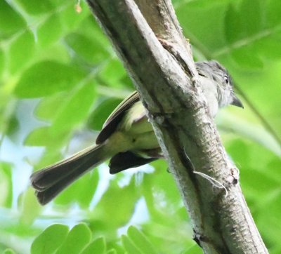 Yellow-olive Flycatcher
