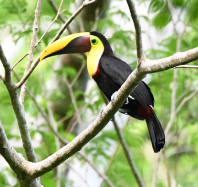Yellow-throated Toucan