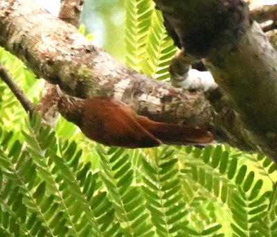 Streak-headed Woodcreeper