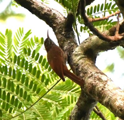 Streak-headed Woodcreeper